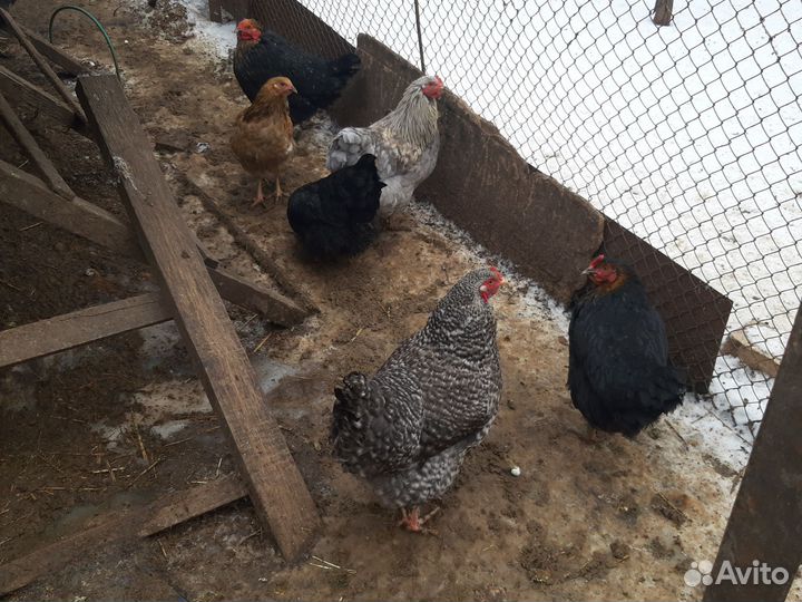 Куры молодки 8ми месячные несушки домашнии