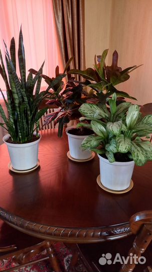 Кротон, аглаонема, сансивьерия