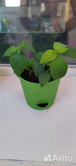 Острый перец в горшке