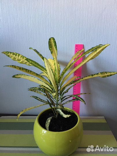 Кротон Голд Сан