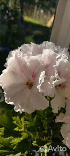 Пеларгония герань Мона Лиза черенок