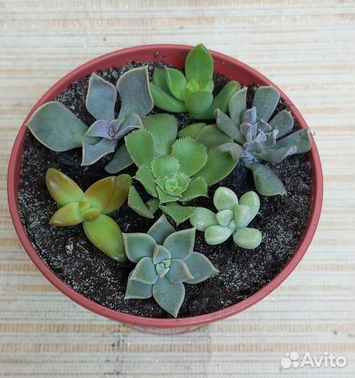 Суккуленты