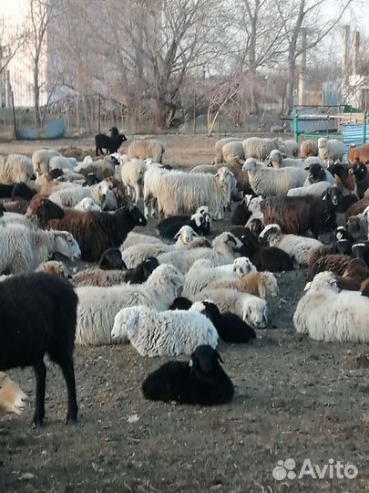 Овцы бараны ягнята