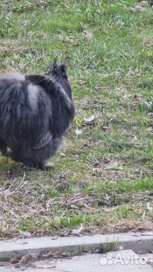 Петух американский абориген