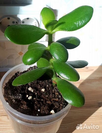 Спатифилум, Фиалка, Алое-вера, Мята, Крассула)