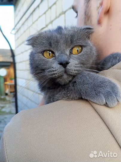 Вислоухая кошечка