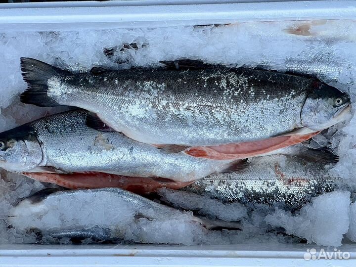 Форель Турция Оптом