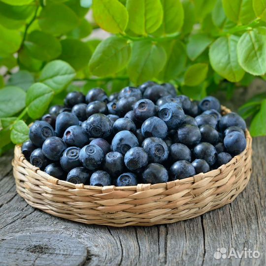 Черника свежая
