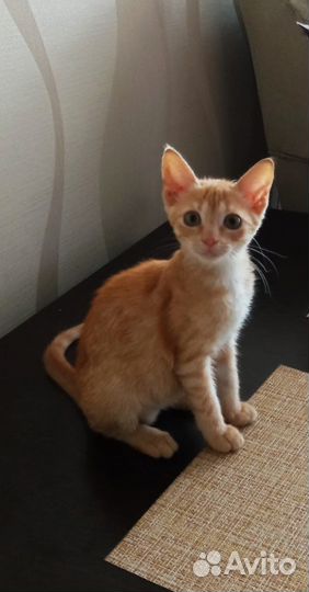 Рыжий котенок