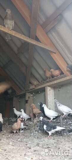 Голуби продажа бойные и летные