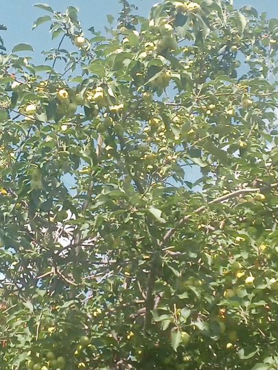 Дача 15 м² на участке 5 сот.