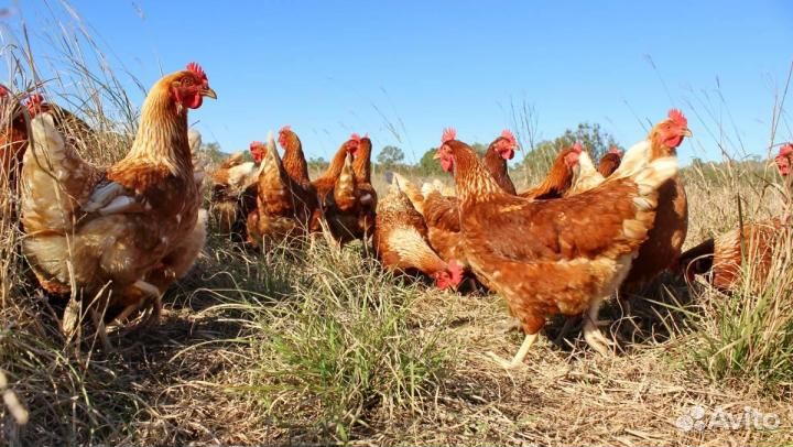 Куры несушки