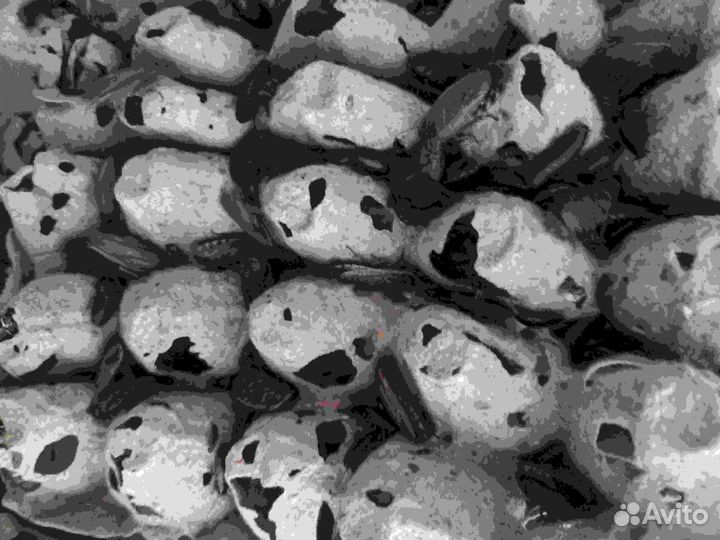 Мраморные тараканы