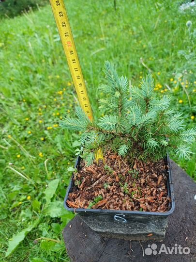 Саженцы ели колючей голубой picea pungens glauca