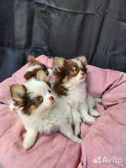 Самые красивые