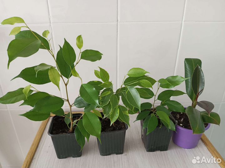 Цветы комнатные