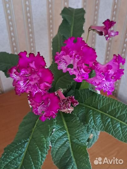 Стрептокарпус