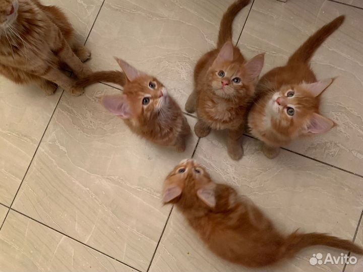 Котята мейн-кун