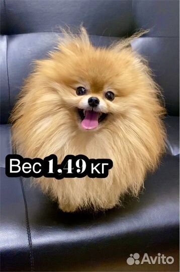 Померанский шпиц вязка