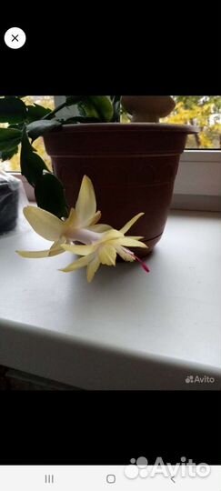 Декабрист шлюмбергера сортовые