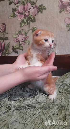Котята от британской кошки