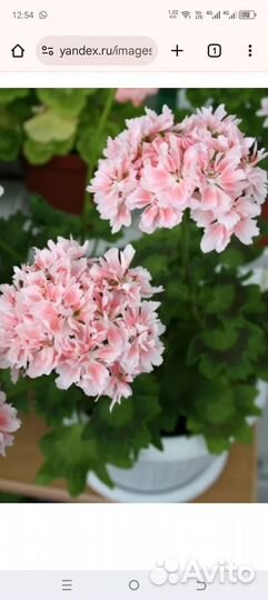 Пеларгонии сортовые