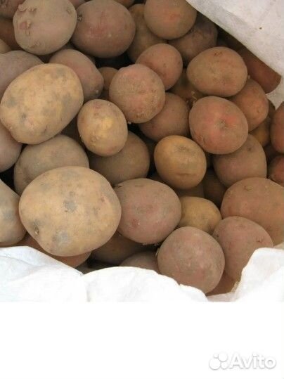 Картофель на посадку