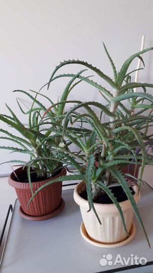 Алоэ лечебный