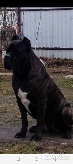 Щенки Итальянский Кане корсо