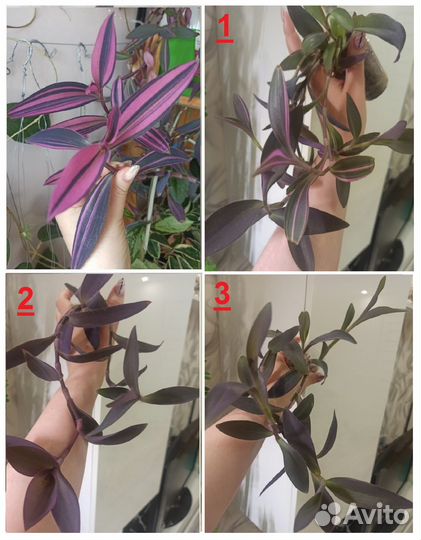 Педилантус,традесканция,фикус,пеларгония,декабрист