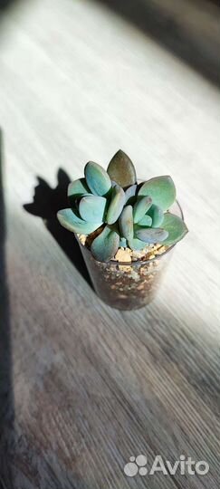 Суккуленты детки 2