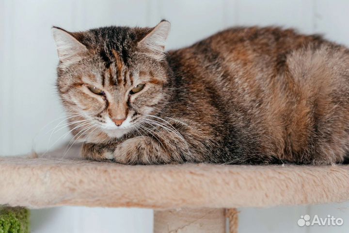 Кошка Бетти ищет дом