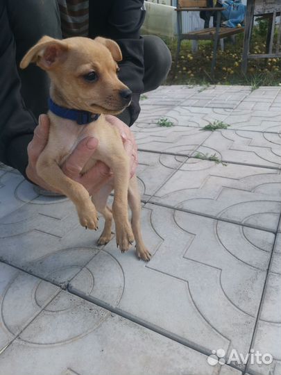 Щенки русский той-терьер