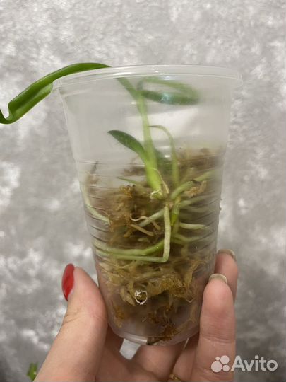 Дендрофаленопсис Rose Blue, Blue Spin