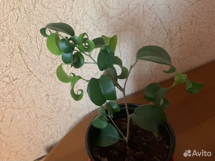 Фикус барокко