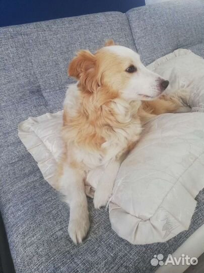 Домашняя передержка