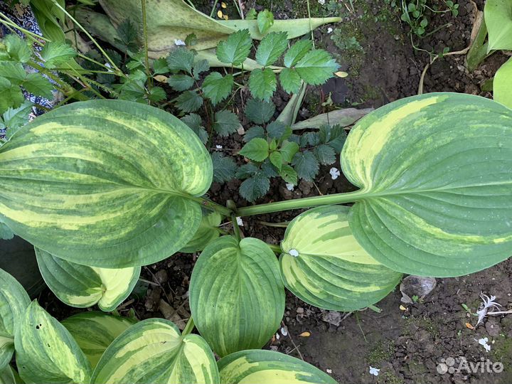 Хоста растение