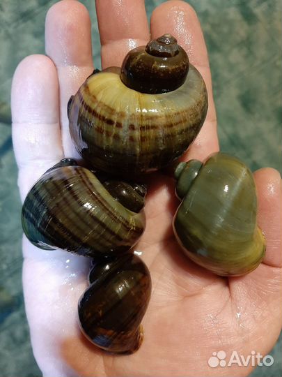 Улитки Ампулярии