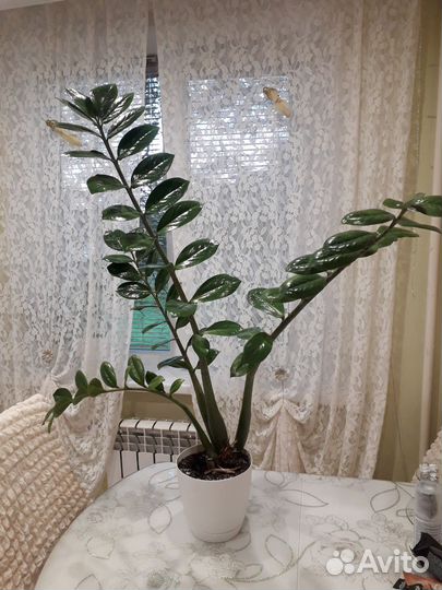 Замеокулькас