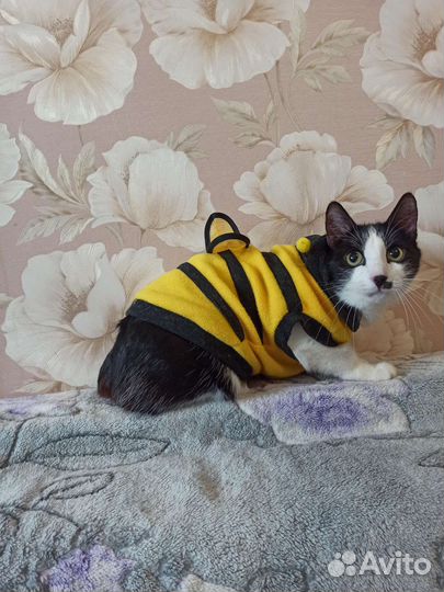 Кот мальчик