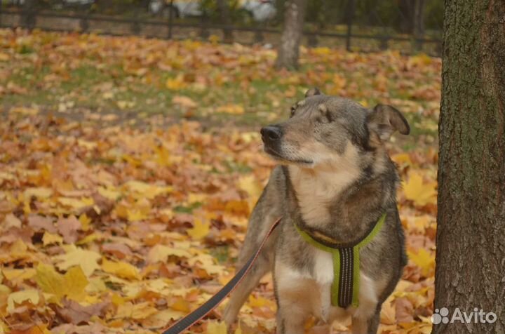 Глаша-собака с неограниченными возможностями