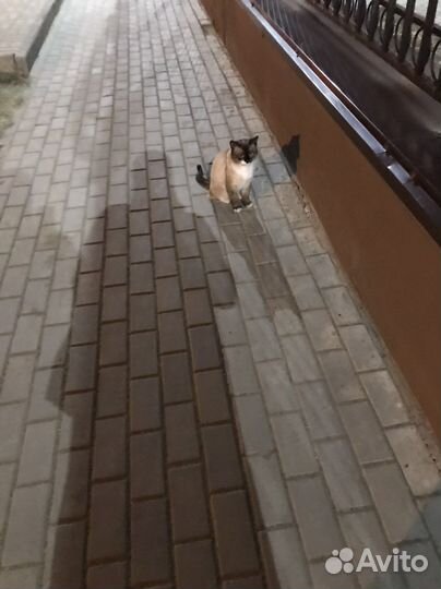 Кот домашний найден