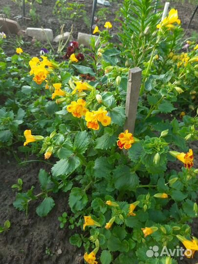 Хоста,гейхера,мимилюс