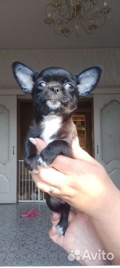 Щенки чихуахуа