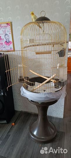 Попугай корелла мальчик с клеткой