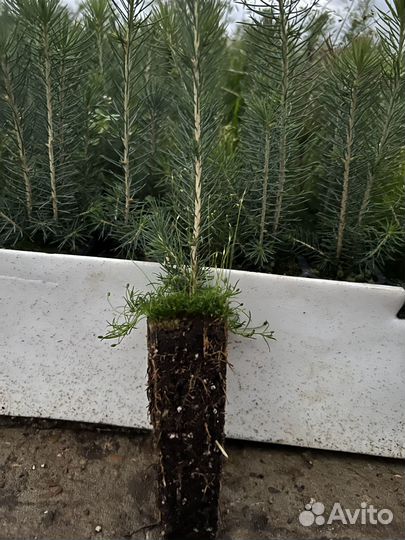 Ель Сосна окс зкс Голуб Ель Горная Сосна саженцы