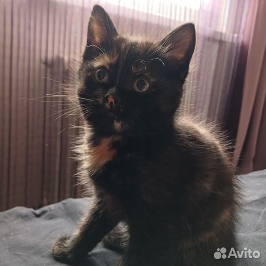 Котенок, трехцветная девочка