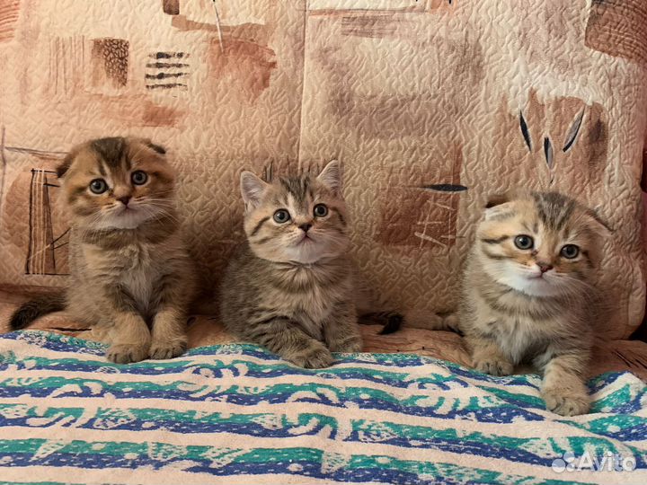 Шотландские котята