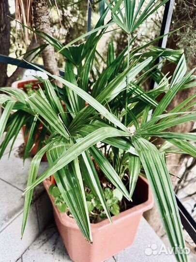 Пальма веерная. Трахикарпус форчуна