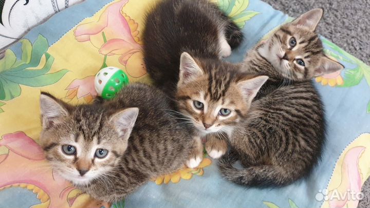 Отдам в добрые руки